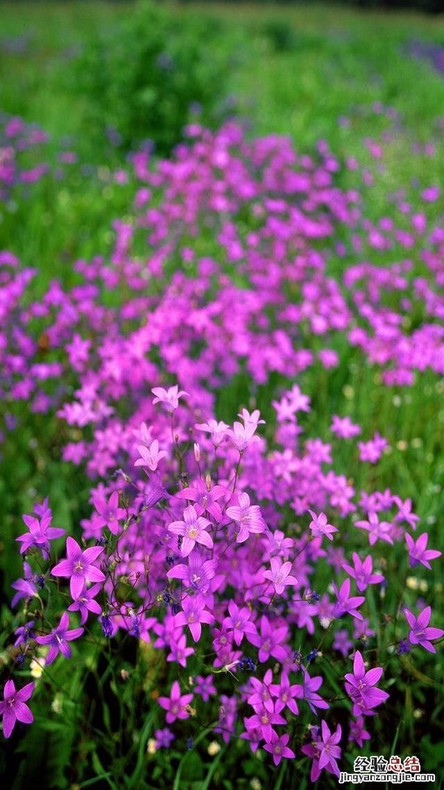 2018最火微信聊天背景图片大全 太美了!果断收藏